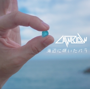 海辺に咲いたバラ